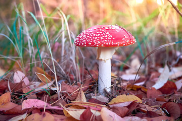 Red toadstool grew in the grass of the forest. Fallen leaves hide the spotted fungus. Poisonous...