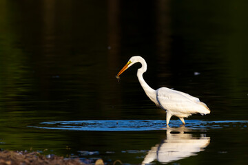 Close up isolated image of a Great white egret (Ardea alba) walking in shallow water in Patuxent nature reserve. The bird has just caught a fish which it holds in its beaks. Water drops from the fish.