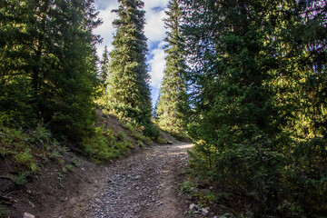 Mountain pathway between spruce trees. Landscape shot taken in Kazakhstan
