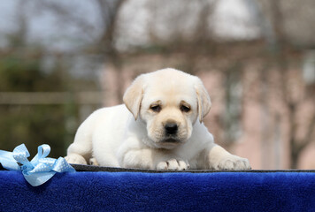 yellow labrador puppy on the blue
