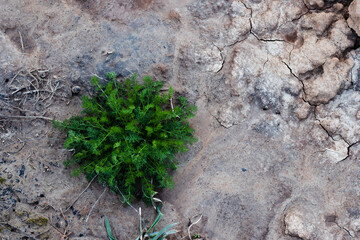 A little green young bush grows out of empty soil top view