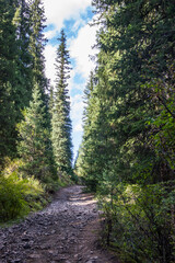 Mountain pathway between spruce trees. Landscape shot taken in Kazakhstan