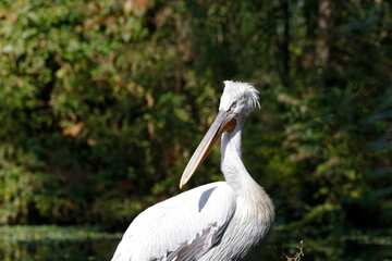 Pelikan am See
