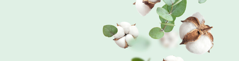 Flying cotton flowers, green twigs of eucalyptus on mint green background. Creative Floral...