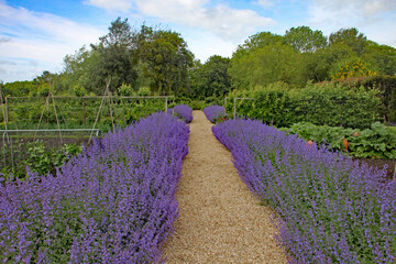 Two rows of lavender either side of a gravel pathway form a border to a kitchen garden.
