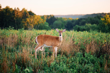 wild deer at sunrise inFern Hollow Nature Center in Sewickley, Pennsylvania, USA