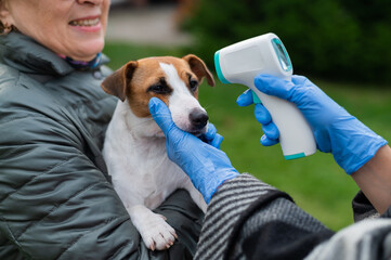 The veterinarian measures the temperature of the dog with a non-contact infrared thermometer...