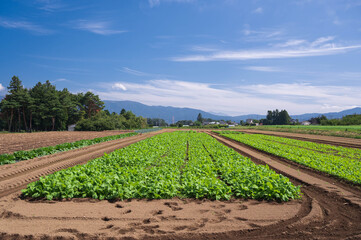 野沢菜の畑　山形村