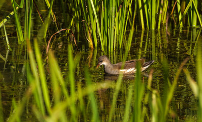 ptaki, młoda kokoszka wodna w szuwarach
