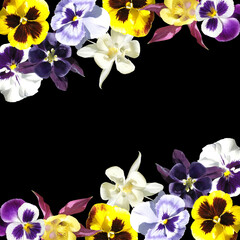 Beautiful floral background of pansies and Aquilegia. Isolated