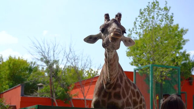 Giraffe in the enclosure takes food from zoo visitors, chews and looks at the camera