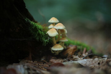 mushrooms © mcn