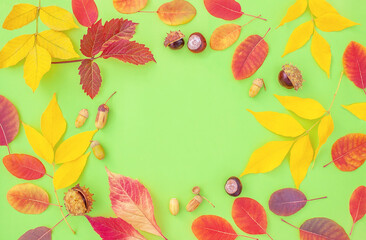 Plakat autumn leaves, acorns and chestnuts on a green background. autumn background with copy space in the center