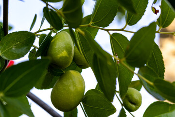 raw plums on a tree with leaves