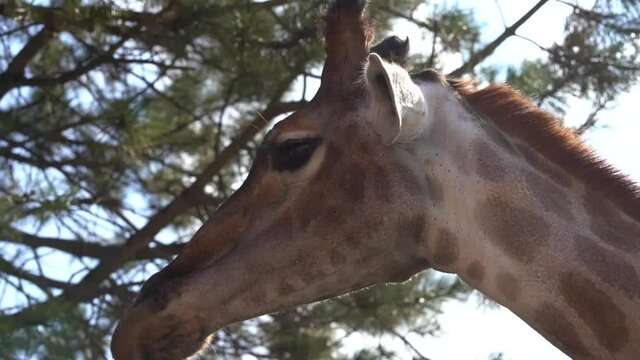 Giraffe in the enclosure takes food from zoo visitors, chews and looks at the camera