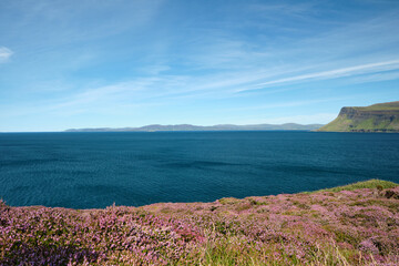 Beautiful pink wild flowers and fauna cover a cliff that overlooks the Atlantic Ocean and the Isle of Mull Coastline, Scotland. Deep blue ocean and light blue skies with few clouds.