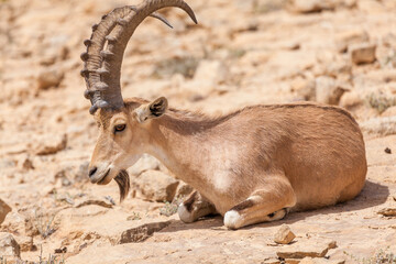 Nice view of Nubian ibex goat