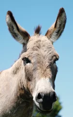 Poster Portrait of mini donkey close up, isolated on blue sky background. © ccestep8