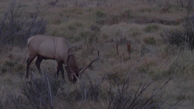 Bull elk up close before day light bugling with sound