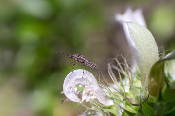 insecto
