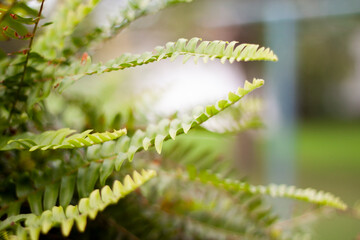 close up of fern