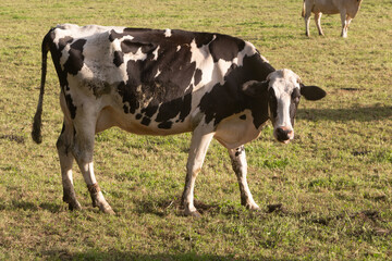 Naklejka na ściany i meble Holstein cow in a field in Brittany