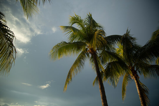 Tropical Palm Tress In Key West Florida 