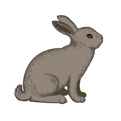 rabbit isolated on white