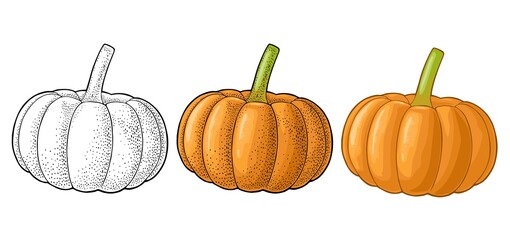 Pumpkin. Vector vintage engraving illustration. Isolated on white