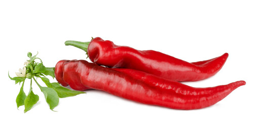 Pepper bitter on white background isolated