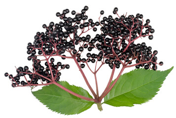 Elder berries isolated on white, top view