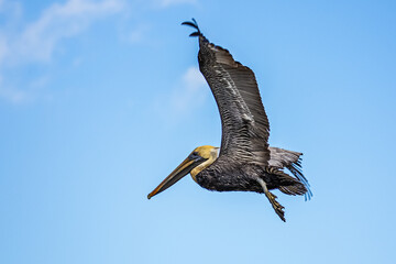 Obraz premium LOUISIANA BROWN PELICAN
