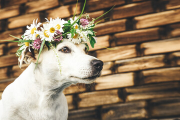 Beautiful, romantic dog Jack Russel in a wreath of flowers. Summer vacation concept. Country style