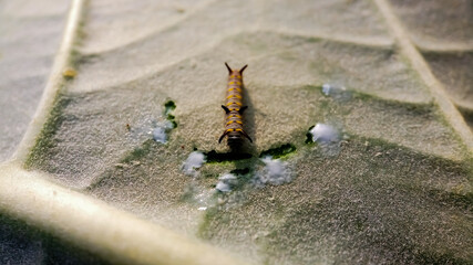 small Caterpillar