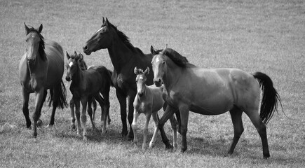 Mares and foals  in field in fall season in Eastern township, Quebec, Canada