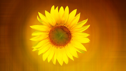 Obraz premium Field of blooming sunflower, blured sunflower field in the background
