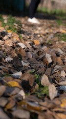 Path with abundant leaves on the dry ground in autumn season with young model in the background