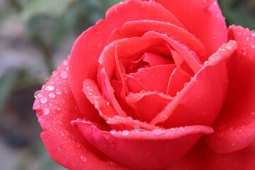 Close up of a coral rose with water drops. Selected focus.