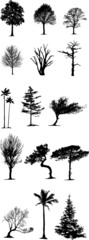 Palm, acacia trees silhouette.