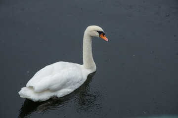 Closeup of a lonely mute swan swimming in the pond