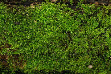 evergreen moss close up view on old broken tree in the autumn forest