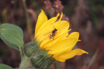 Wespe sitzt auf einer Sonnenblume