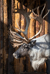 Reindeer with magnificent branchy antlers on the background of a wooden wall. The sun illuminates the muzzle and horns.