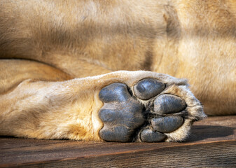The foot of the lion's hind paw against the background of the animal's belly. Leo rests lying down....