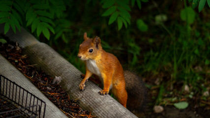 squirrel on a tree trunk