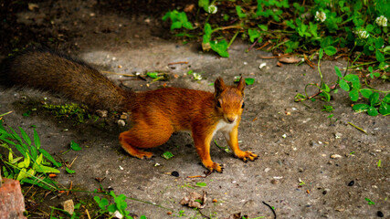 squirrel on the ground