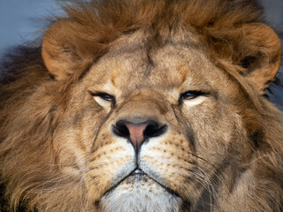 The muzzle of a lion in full face. The predator proudly looks ahead with narrowed eyes. Muzzle details are clearly visible. Close-up portrait of a lion.