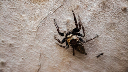 spider