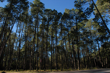 Obraz premium bosque del nevado de toluca