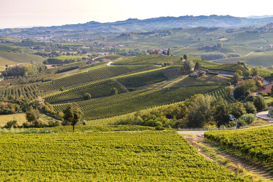 Vigneti in monferrato